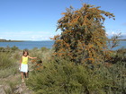 Sea-buckthorn tree is very popular in Issyk-Kul region of Kyrgyzstan. We had a perfect example near the place we lived, on the shore of the Lake Issyk-Kul.