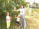 The walnut tree is growing just near the house of Masha. One day she has shown us that tree.