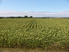 Just a field of sunflowers. This area is called 'bins of France' because of agriculture.