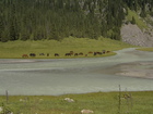 Local horses (some kyrgyz breed) are grazing on the other side of Karakol river.