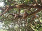Многие обезьяны уже ничего не ели, а просто релаксировали, кто на крыше близлежащего дома, кто на земле, а кто и на ветвях деревьев, позируя фотографам.