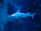 Также особое внимание привлекал другой раздел "Лондонского аквариума" - отдел с акулами. Этот огромный аквариум можно было посмотреть с разных сторон, и даже сверху, для того, кто не боялся пройти по прозрачному полу над большими акулами, кружащими в полумраке.